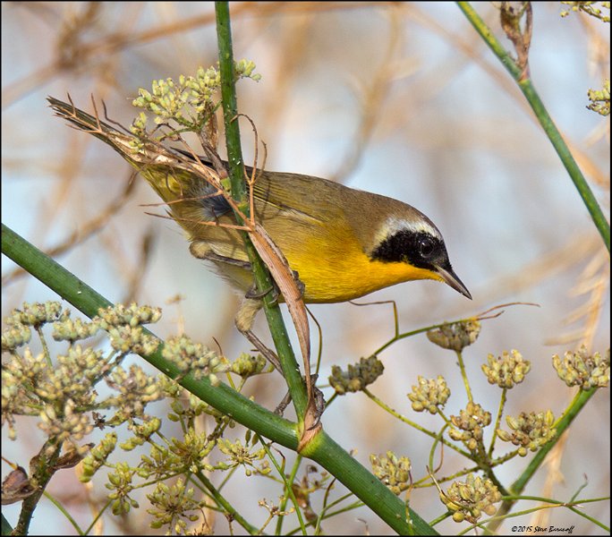 _5SB5581 common yellowthroat.jpg